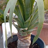 dracena drago