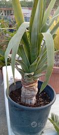 dracena drago