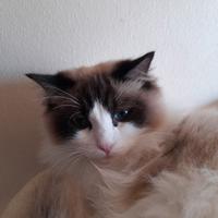 Coppia ragdoll