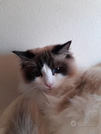 Coppia ragdoll