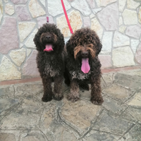 Lagotto Romagnolo maschio 4 mesi