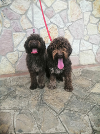 Lagotto Romagnolo maschio 4 mesi
