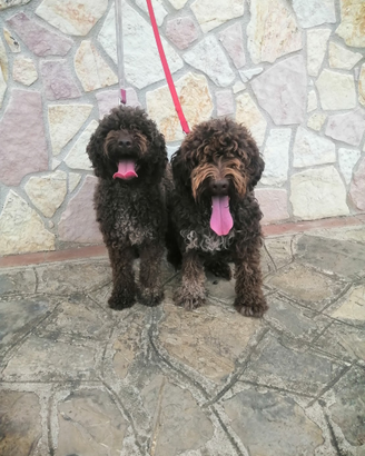 Ultimo maschietto di Lagotto Romagnolo di 6 mesi