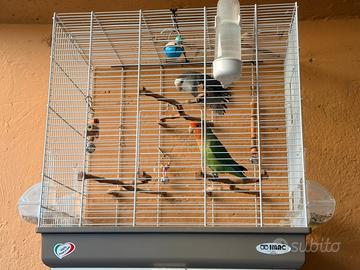 Inseparabili di 6 mesi - domestici