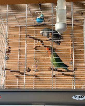 Inseparabili di 6 mesi - domestici
