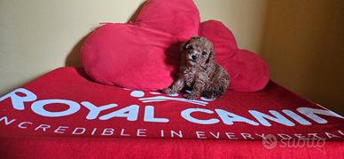 Barboncino femmina toy