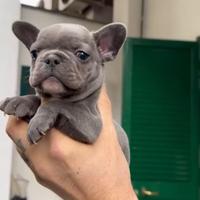 Bulldog francese blu