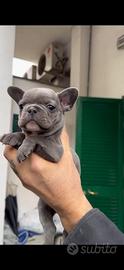 Bulldog francese blu