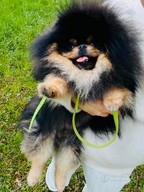 Accoppiamento spitz volpino Pomerania BLACK&TAN