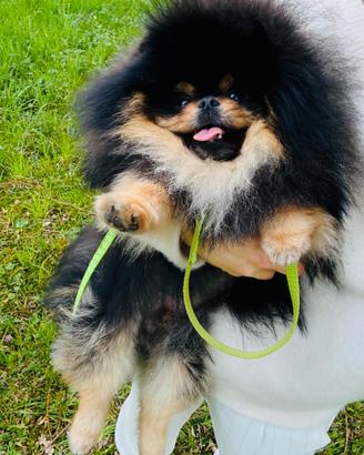 Accoppiamento spitz volpino Pomerania BLACK&TAN