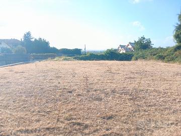terreno colle olivo