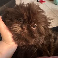 Shihtzu cioccolato