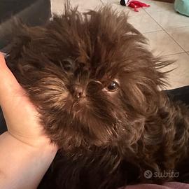 Shihtzu cioccolato