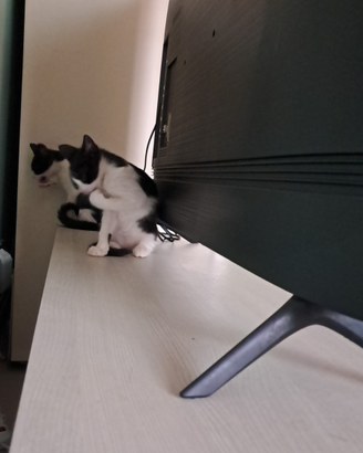 Due gattine