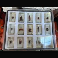 Collezione insetti