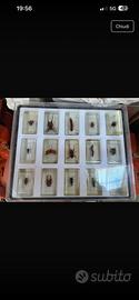 Collezione insetti
