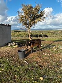 Vitelli Angus Aberdeen