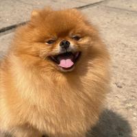 Accoppiamento SICURO volpino pomerania spitz ROSSO