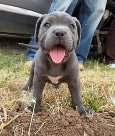 Cane corso
