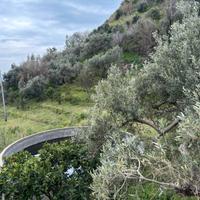 Terreno agricolo con ulivi