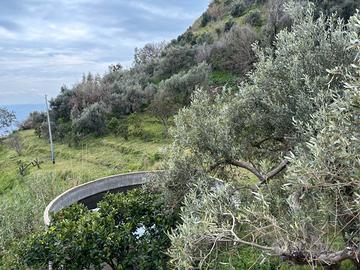 Terreno agricolo con ulivi