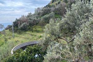 Terreno agricolo con ulivi