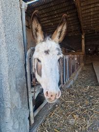 Disponibile asino per monta
