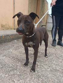 Pinko canetto da adottare