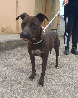 Pinko canetto da adottare