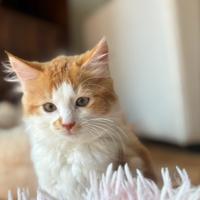 Cucciole di gatto siberiano ipoallergenico