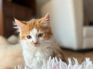 Cucciole di gatto siberiano ipoallergenico