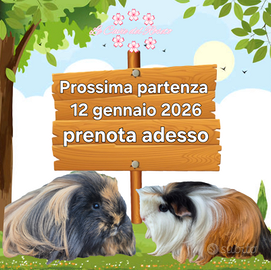 Porcellini d'india di razza