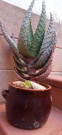 Pianta grassa - aloe ferox 