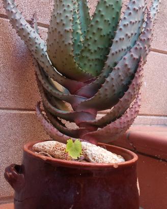 Pianta grassa - aloe ferox 