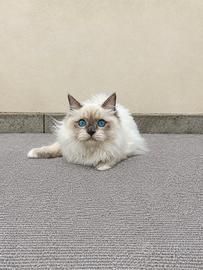 Cucciolo Ragdoll con Pedigree