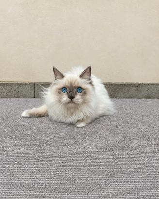 Cucciolo Ragdoll con Pedigree