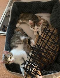 2 cuccioli di gatto