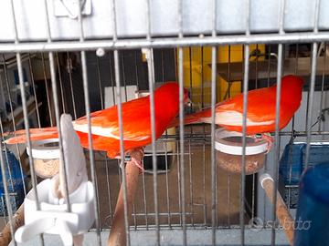 Canarini rosso intenso,brinato,arlecchino,agata