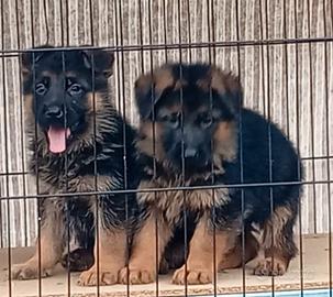 Meravigliosi cuccioli di pastore tedesco