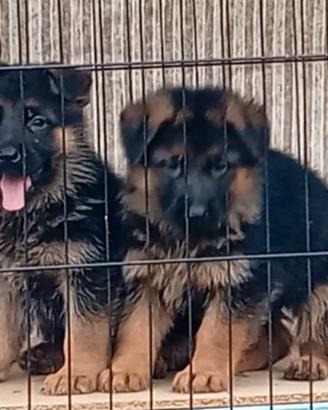 Meravigliosi cuccioli di pastore tedesco