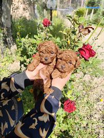 Barboncini mini Toy red