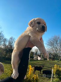 Labrador femmine