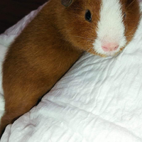 Porcellino d'india Cavia razza pura US TEDDY