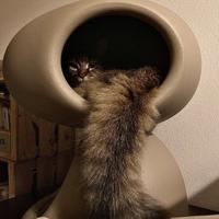 cuccia gatto Queboo Cat Cave