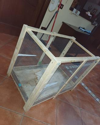 Splendido coniglietto Testa di Leone color miele c
