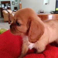 Cuccioli di cavalier king