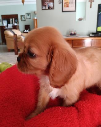 Cuccioli di cavalier king