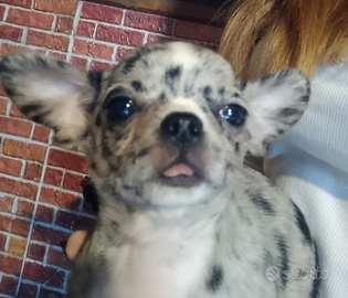 Chihuahua maschio merle