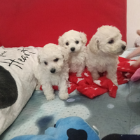 Cuccioli di barboncino Toy bianco