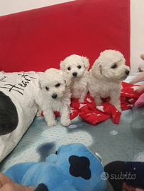 Cuccioli di barboncino Toy bianco